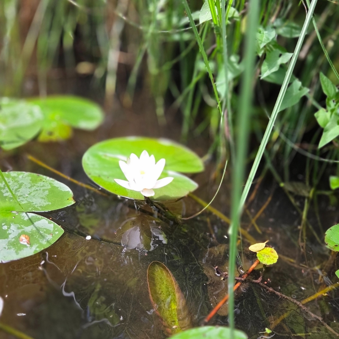 Zu sehen sind drei Seeblätter, die auf der Wasseroberfläche treiben