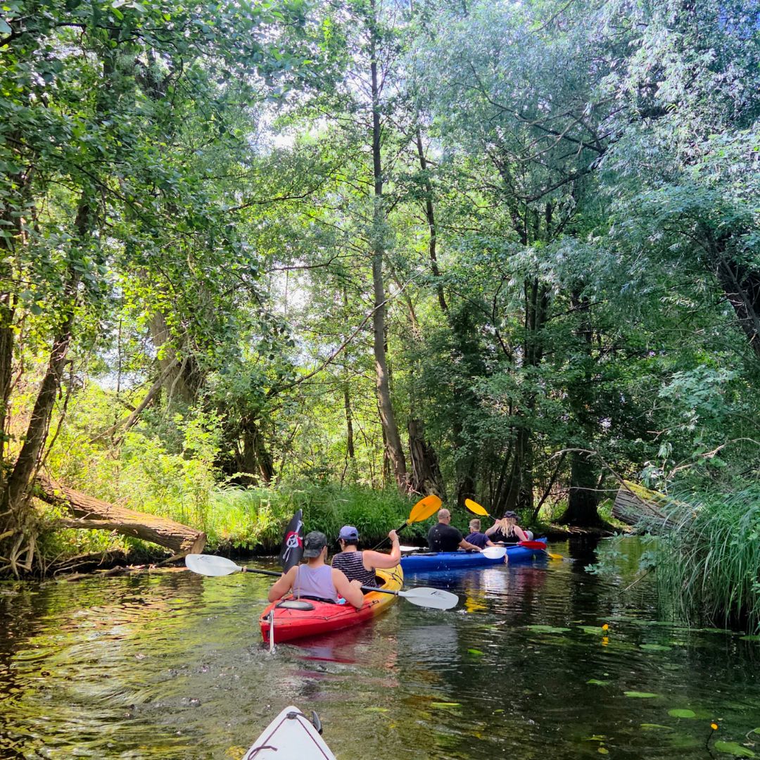Zu sehen sind mehrere Personen, die mit Kajaks auf einen See fahren