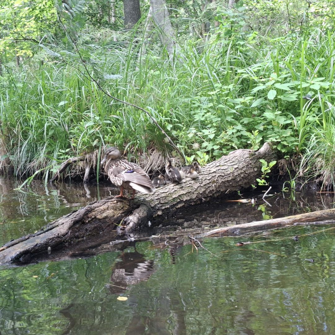 Zu sehen ist ein Seeufer 