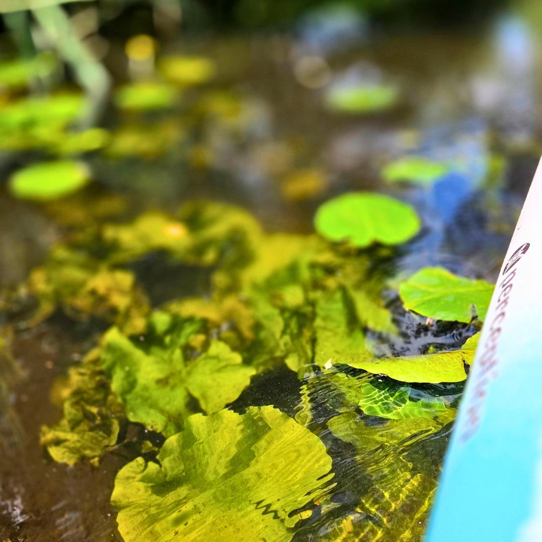 Zu sehen sind mehrere Seeblätter, die auf der Wasseroberfläche treiben.
