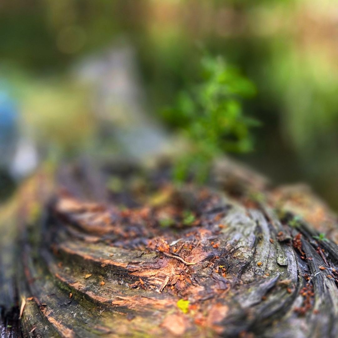 Zu sehen ist die Baumrinde in einer Nahaufnahme