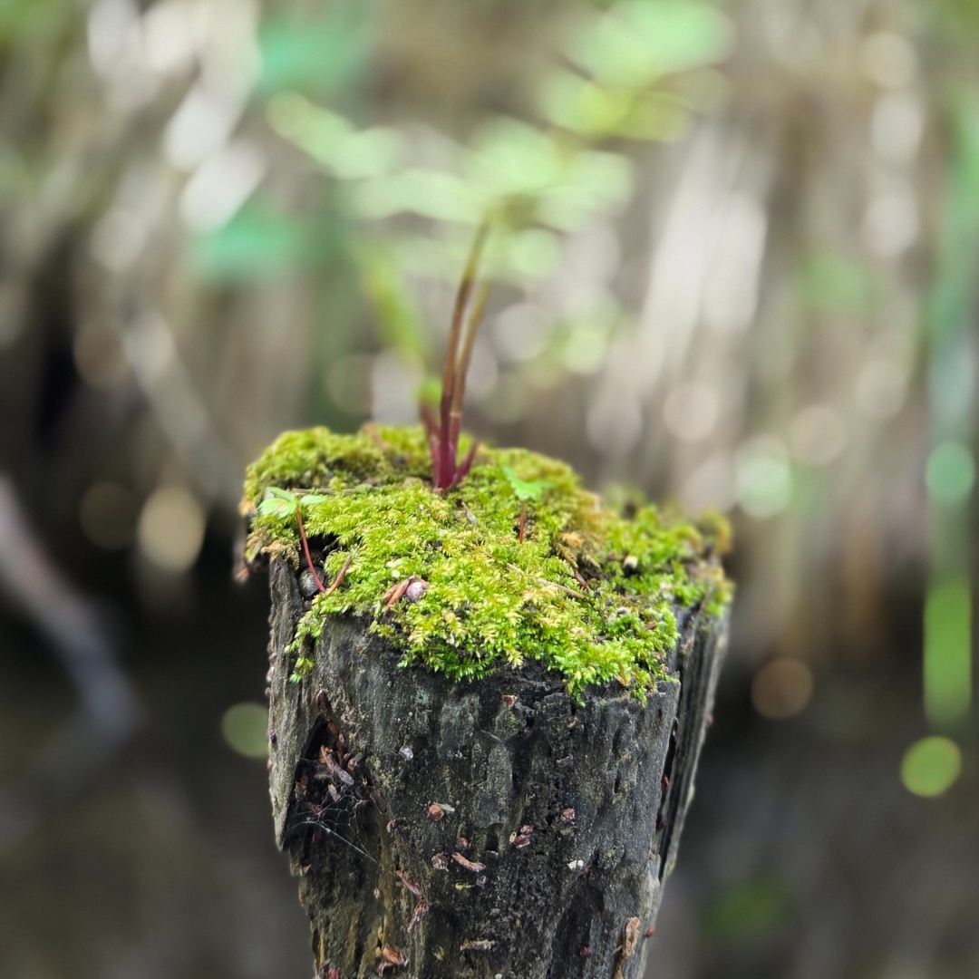 Zu sehen ist ein Baumstamm mit Moos